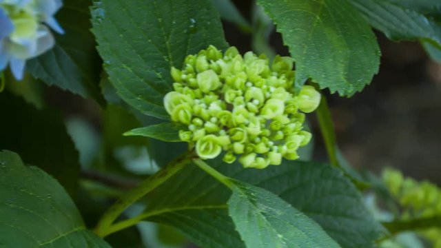 Hydrangea #024