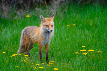 Fototapeta premium Volpe Volpi volpacchiotti piccoli cuccioli che si inseguono e giocano