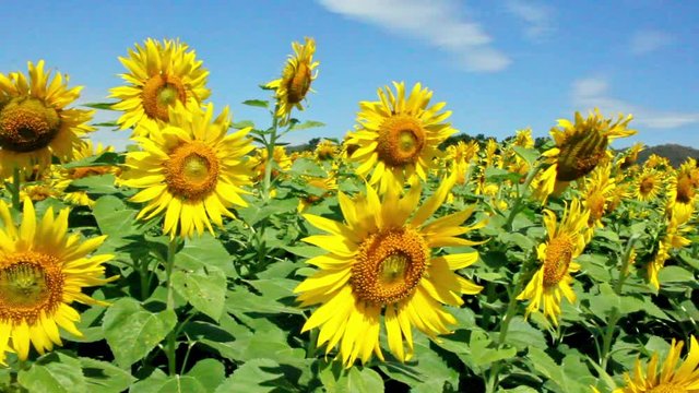 Colorful sunflowers in the field.