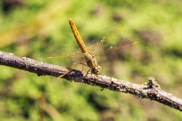 dragonfly
