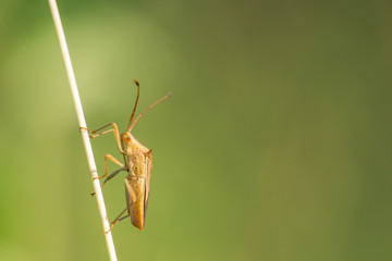 Insect