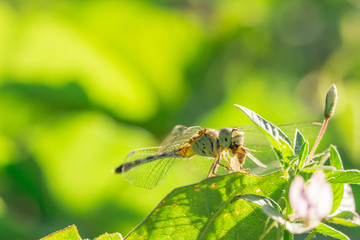 dragonfly
