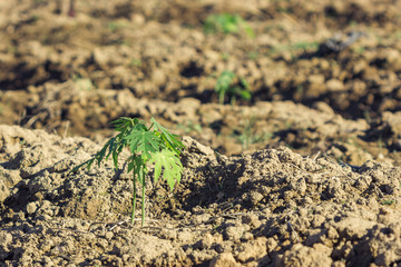 Papaya tree
