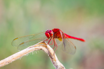 dragonflies
