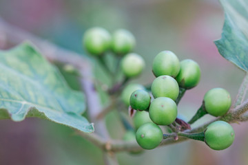 Solanum torvum