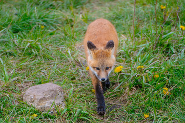 Volpe Volpi volpacchiotti piccoli cuccioli che si inseguono e giocano