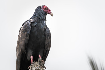 Turkey Vulture