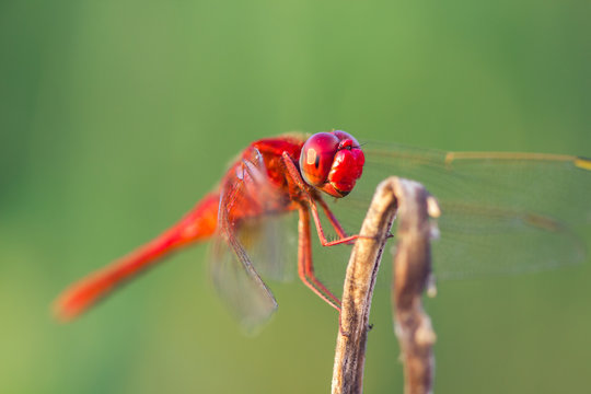 dragonflies
