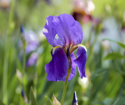 Large purple iris flower with buds blooming in a field with other flowers with shallow depth of field