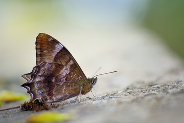 Butterfly from the Taiwan (Zophoessa dura) White tail butterfly