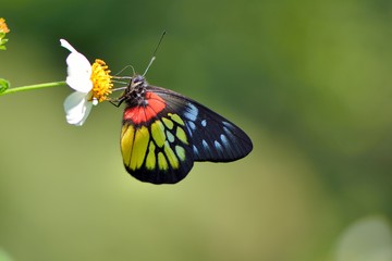 Butterfly from the Taiwan (Delias pasithoe curasena) Red shoulder butterfly