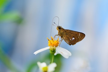 Butterfly from the Taiwan (Polytremis eltola tappana) Taiwan hole butterfly 