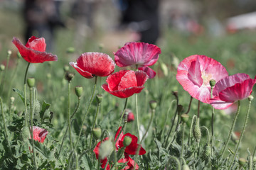 Beautiful colorful winter Flowers
