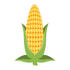 fresh corn cob icon vector illustration design