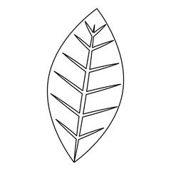 leaf plant isolated icon vector illustration design