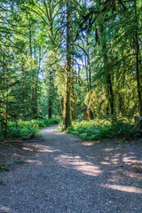 pathway in the wet forest at summer hot day.