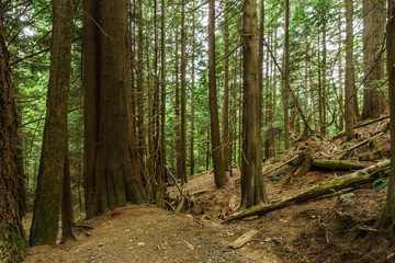 pathway in the wet forest at summer hot day.