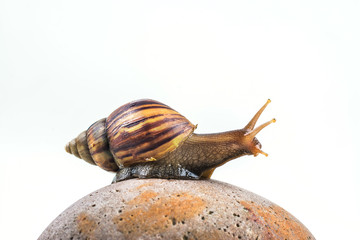 snails on white background