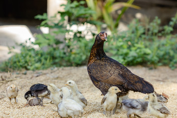 chicken