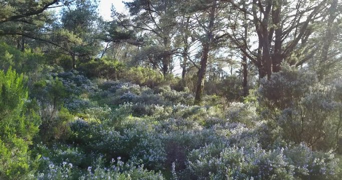 Flying through the forest