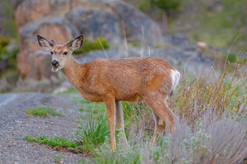 Cervo mulo parco Yellowstone