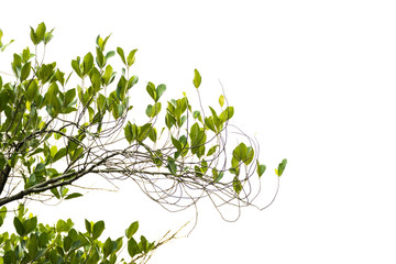 tree branch and green leaf silhouette photography , white background