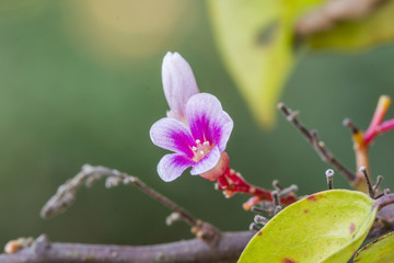 Flower

