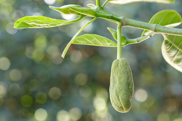  young Jackfruits
