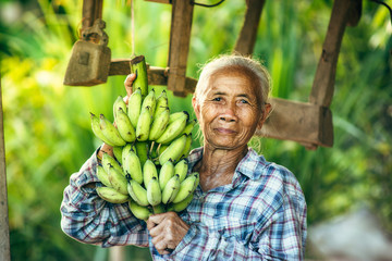 Woman farmer holding green banana on farmland.