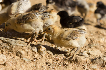 chick
