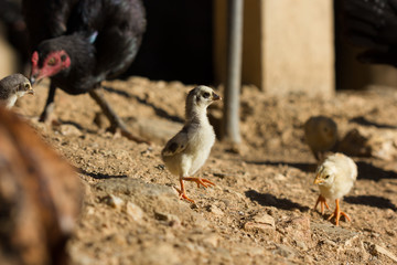 chick
