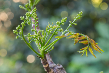 Azadirachta indica
