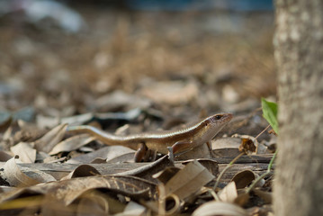 thai iguana