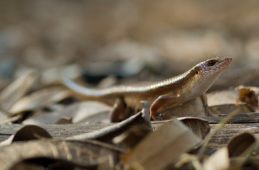 Fototapeta premium thai iguana