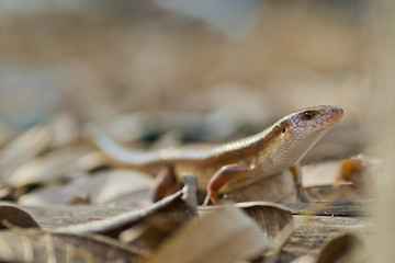 thai iguana