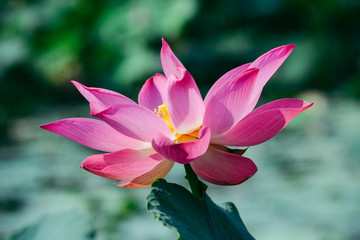 Lotus in the lake