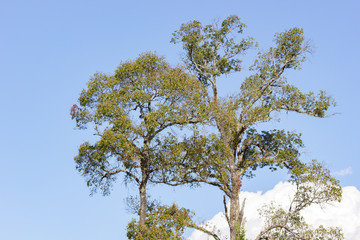 abstract tree canopy background
