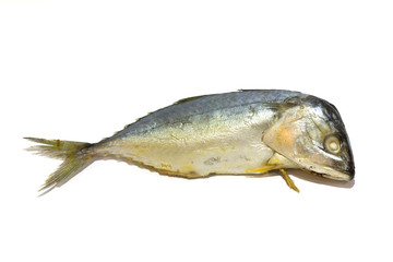 mackerel