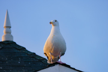 Seagull resting on a ledge at sunset on the beach