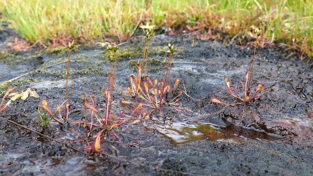 Sundew in Morkidsdalen park Skjolden Norway