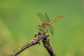 Dragonflies

