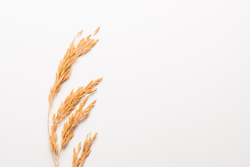 Paddy rice on white background. ears of paddy rice