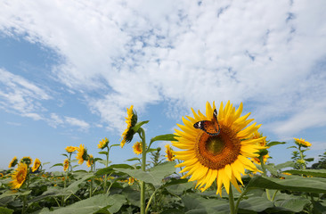 蝶とヒマワリ