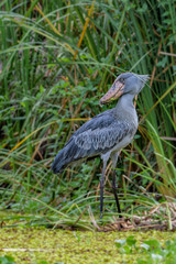 African Balaeniceps (Balaeniceps rex) is a large African bird from the order of the rocks, known especially because of its conspicuously shaped beak.