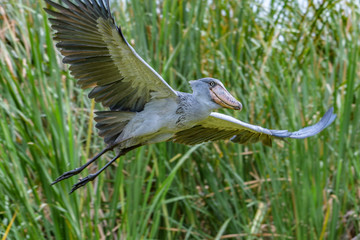 African Balaeniceps (Balaeniceps rex) is a large African bird from the order of the rocks, known especially because of its conspicuously shaped beak.