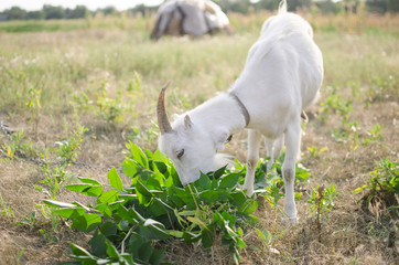 Fototapeta premium Cute goat on the pasture. Domestic animal on the farm.