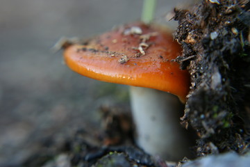 Wild Orange Mushroom Pushes It's Way Through Dirt - Close Up