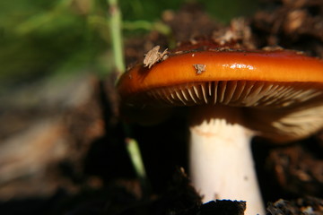 Wild Orange Mushroom Pushes It's Way Through Dirt - Macro