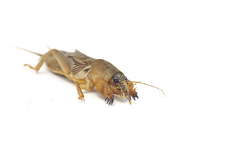 Mole cricket