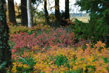 Foreste panorami in Scandinavia paesi del nord, Svezia, Norvegia, Finlandia